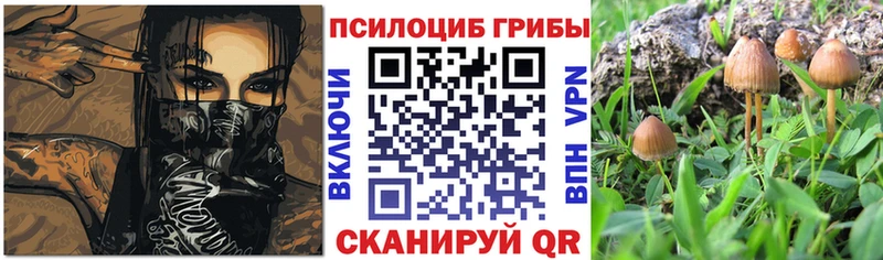 Купить закладки  Черемхово  Псилоцибиновые грибы Psilocybine cubensis 
